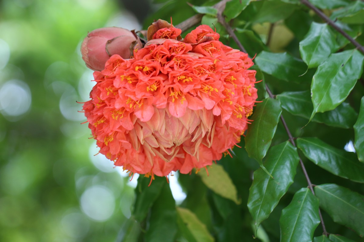 Brownea grandiceps Jacq.